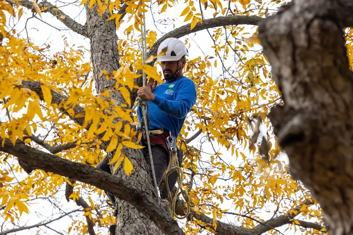 Skilled Tree Planting crew working in Adamsville